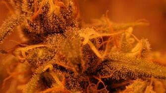 Drugs Marijuana HD Wallpaper You Are Ing
