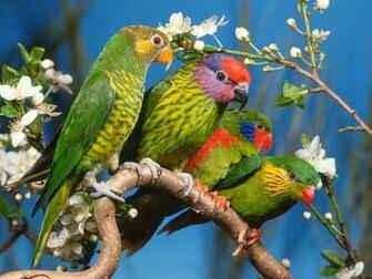 Birds Wallpaper Bird
