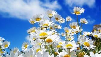 Spring Daisy Desktop Pc And Mac Wallpaper