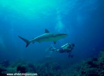 Wallpaper Ocean Life Alfabd