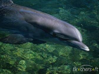 Smart Dolphins Screensaver