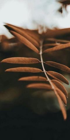 Brown Aesthetic Phone Background Wallpaper Teahub Io