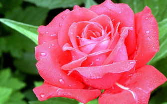 Flowers Wallpaper