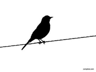 Sitting Bird Silhouette Wallpaper Size Amazingpict