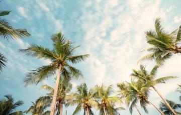 Wallpaper Beach Summer Palm Trees Beautiful