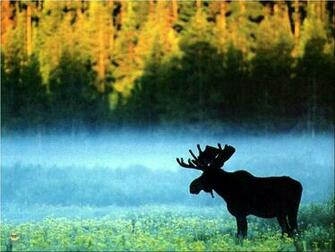Moose Desktop Wallpaper