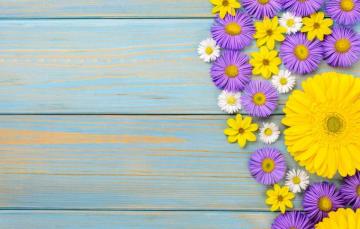 Wallpaper Flowers Chamomile Gerbera Yellow Wood Blue