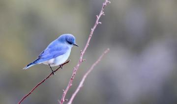 Blue And White Bird Photography Photo Image