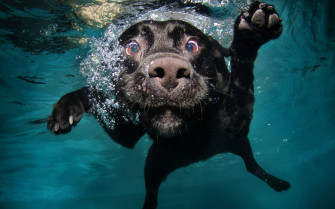 Funny Dog Wallpaper