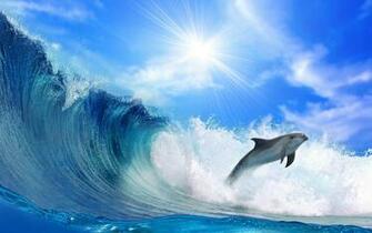 Dolphin Wallpaper Best