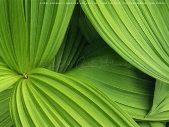 Mountain Montana Wallpaper Adirondacks Adirondack Park