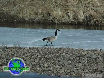 Image Gallery For Waterfowl Wallpaper
