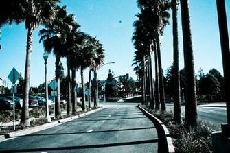 Palm Trees California Leaves