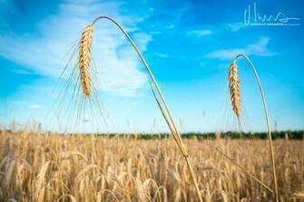 The World S Newest Photos Of P Enica And Wheat Hive Mind