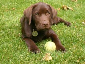 Chocolate Labrador Puppies Wallpaper Edgar The Lab Puppy
