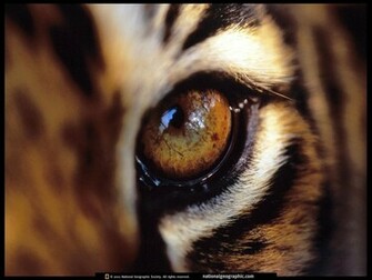 Tiger Wallpaper Tigers