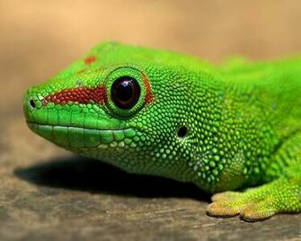 Gecko HD Wallpaper