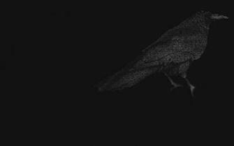 Crow Wallpaper HD