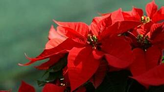 Poinsettia Wallpaper