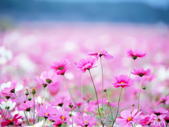 Amazing Flower Field Wallpaper