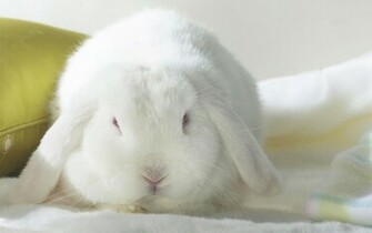 White Rabbit Wallpaper