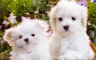 Cute White Puppies Wallpaper