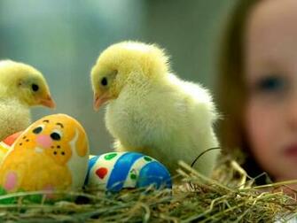 Wallpaper U Cute Beautiful Chickens HD