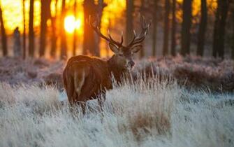 Red Deer Wildlife HD Wallpaper New