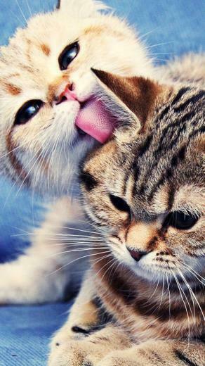 Cute Cat iPhone HD Wallpaper