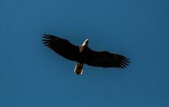 Wallpaper Bald Eagle Bird Flight Minimalism