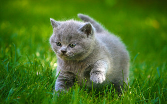 Fluffy Kitten In Nature HD Wallpaper