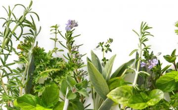 Medicinal Plants Of Nepal