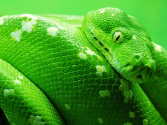 Anaconda Wallpaper