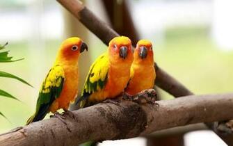 Love Birds Wallpaper Birdsdesktop