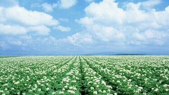 White Flower Field High Definition Wallpaper HD