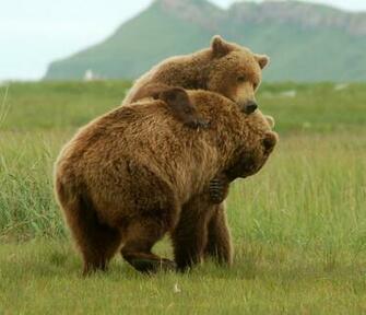 Wildlife Grizzly Bears Facts Wallpaper