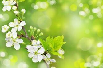Spring Wallpaper Desktop HD
