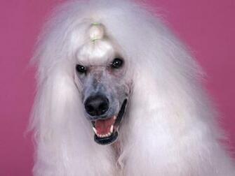 Poodle Wallpaper