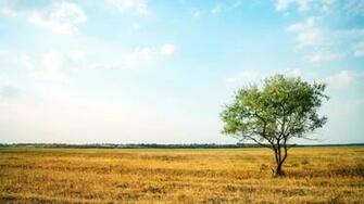 Green And Gold Landscape HD Wallpaper Wallpaperfx