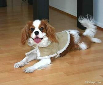Cavalier King Charles Spaniel Wallpaper Pictures Breed Info