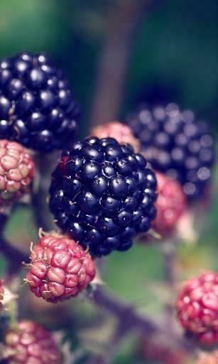 Comments And Ratings For Blackberry HD Live Wallpaper