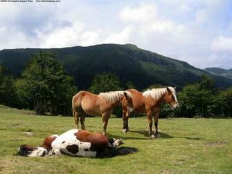 White Horse Beautiful Pictures