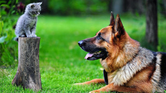 Dog Kittens German Shepherd Animals Cat Tree Stump Wallpaper
