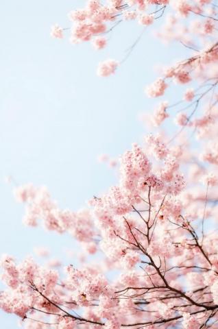 By Sn0pan Sakura Art Flower Aesthetic Flowers Photography