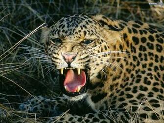 Big Cats The Animal Kingdom Wallpaper