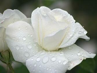 Beautiful Single Pure White Rose Flower Wallpaper Lbeautifulest
