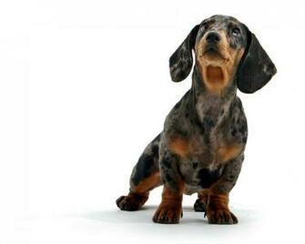 Wallpaper Dachshund Puppy Animals Large