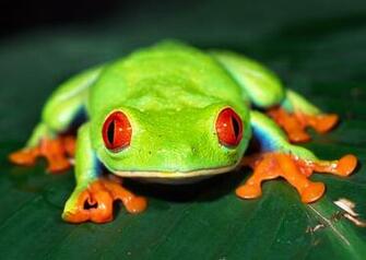 Frogs