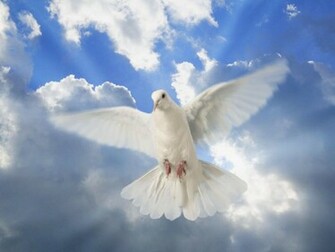 White Dove Wallpaper Desktop