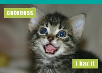 Funny BirtHDay Cat HD Wallpaper